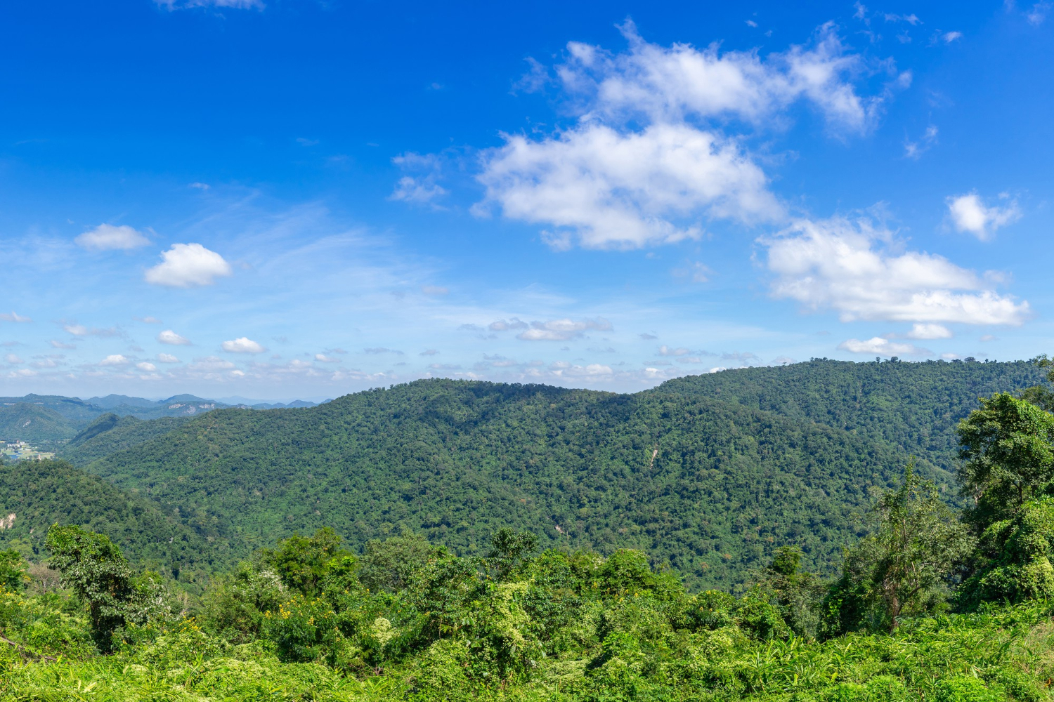 thai forest